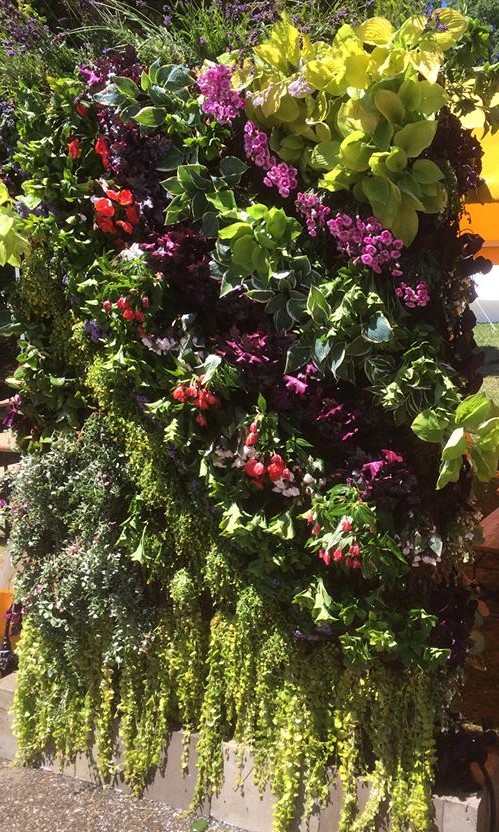 Séparation de jardin mur végétal vivant exterieur